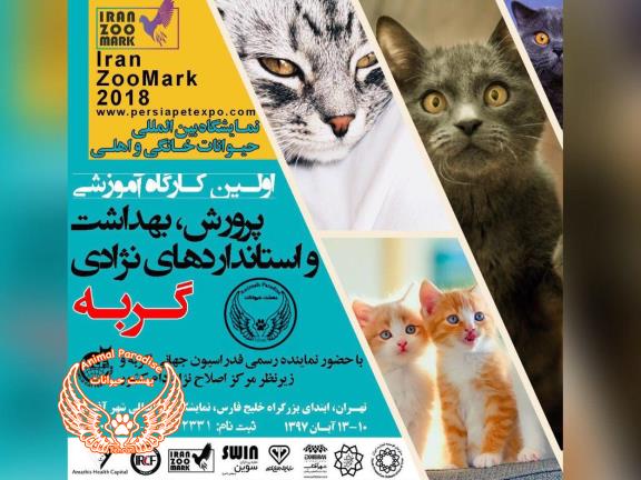 نمایشگاه حیوانات در شهر افتاب - فروش گربه پرشین