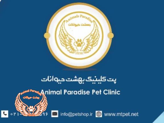 افتتاحیه کلینیک دامپزشکی بهشت حیوانات - فروش گربه یمالین چاکلت پونت