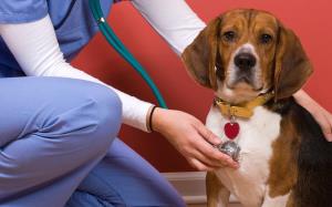 نشانه هاي سرطان در سگ ها